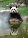 panda bath 002.jpg