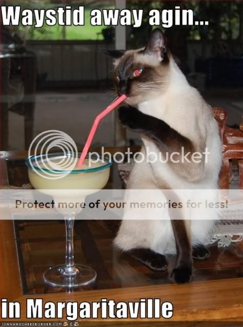 funny-pictures-cat-drinks-margarita.jpg