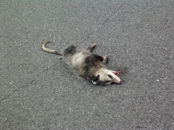 1064730908-dead-possum.jpg