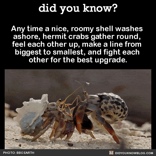 nature-facts-hermit-crabs.gif