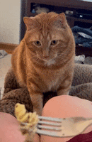 Cat GIF by Storyful