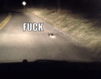 funny-pictures-rabbit-caught-headlights-fuck-animated-gif.gif