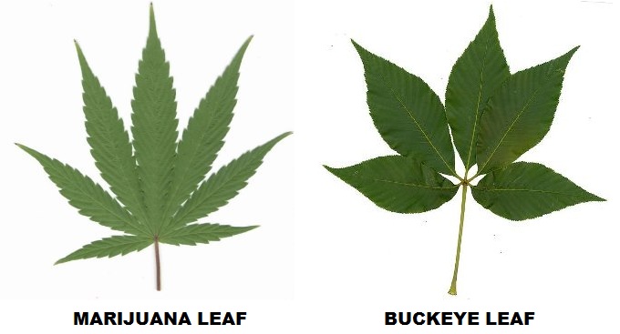 marijuana_buckeye.jpg