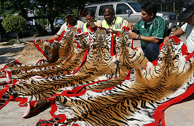 indian-tigers-dead-indian-tigers-bengal-tigers-pop.jpg