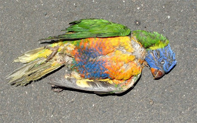 dead+parrot.jpg