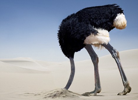 ostrich+hiding+its+head+under+sand+to+protect+it+from+strong+wind.jpg