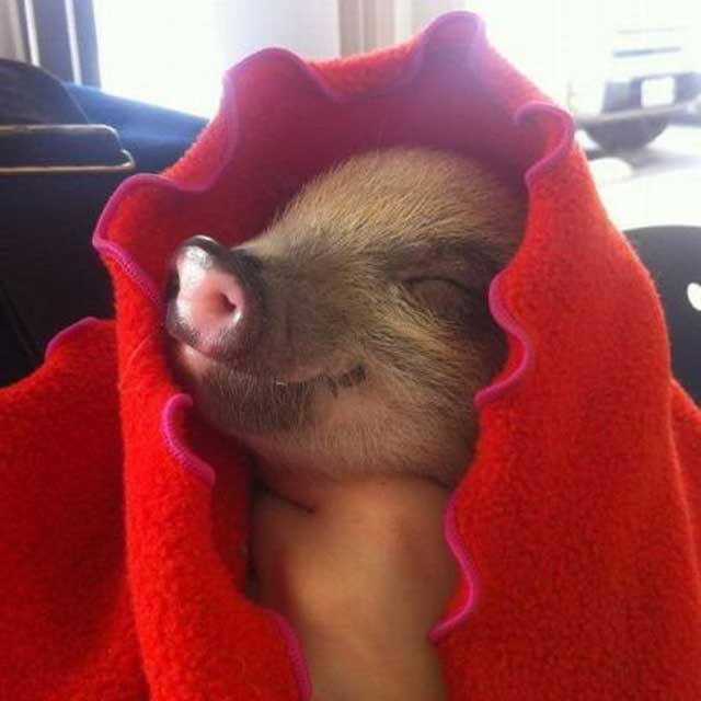 Pig+in+a+blanket.jpg