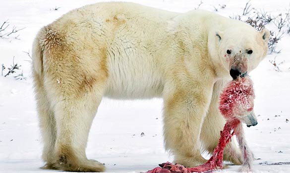 Polar-Bear.jpg