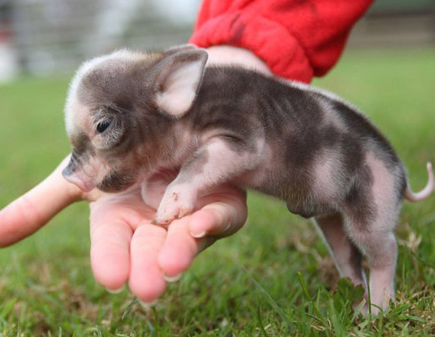 35-Cute-Miniature-Pig-Pictures-21.jpg