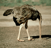 ostrich_looking.gif