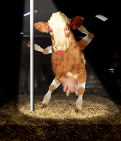 pole-dancing-cow.gif