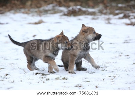 stock-photo-czechoslovakian-wolfdog-puppies-75081691.jpg