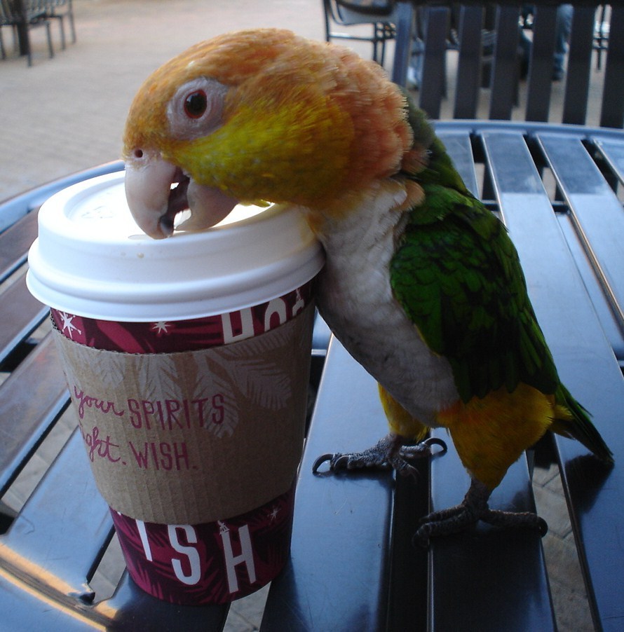 A-Bird-That-Drinks-coffee-9266977-890-902.jpg