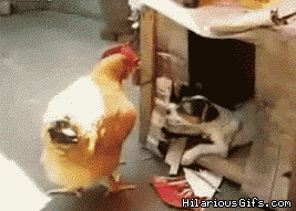 Dog pulling chicken | HilariousGifs.com