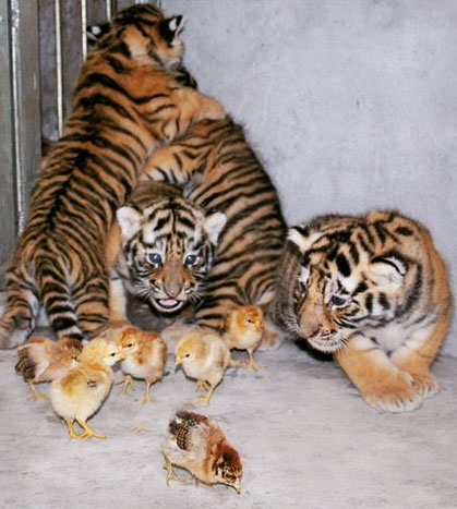 tigers.jpg