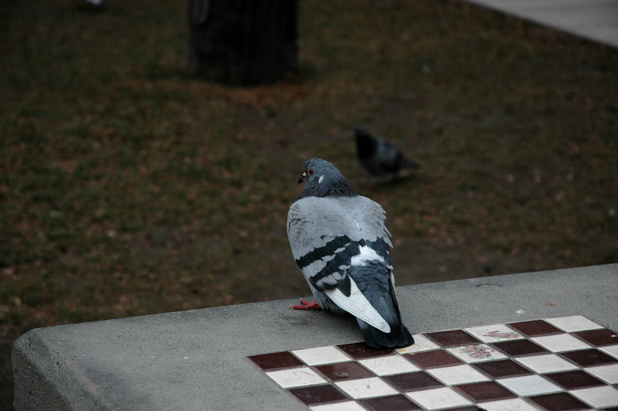 the_pigeon_and_the_chess_game_by_kebbige.png