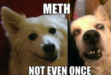 the-best-funny-pictures-of-meth-not-even-once-meme-dog.jpeg