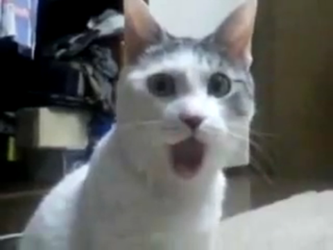 surprised-face-on-cat.png