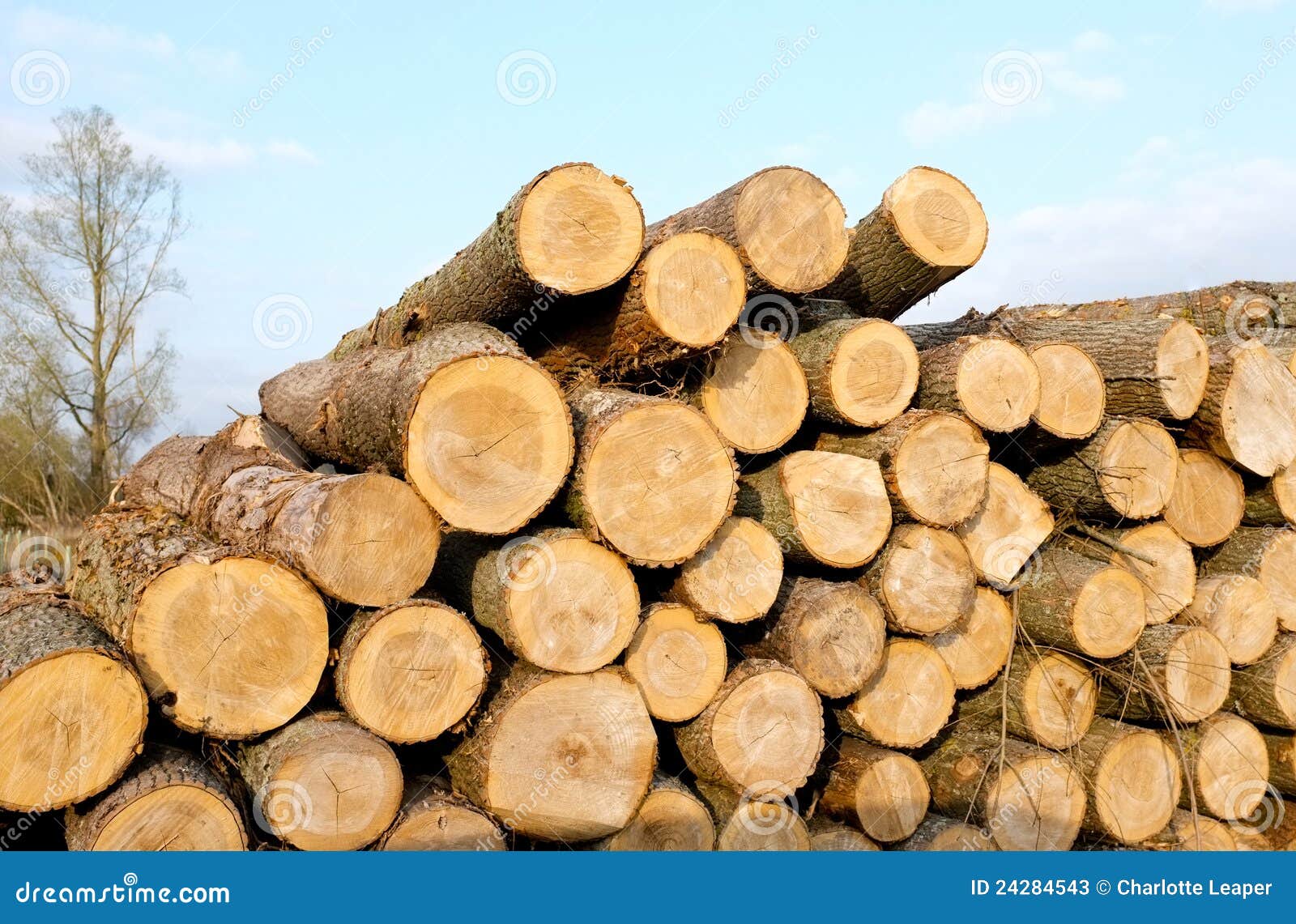 timber-log-stack-24284543.jpg