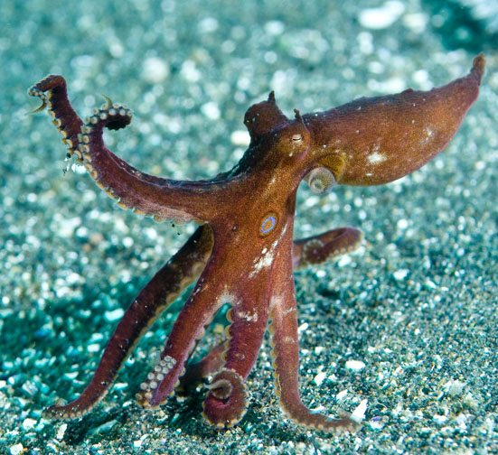 two-spot-octopus_mike-bartick.jpg