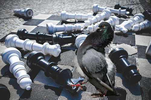 pigeon-chess.jpg