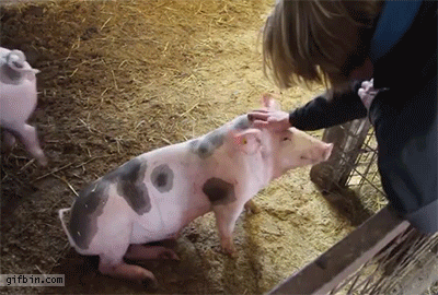 1405352401_pig_faints_from_a_head_scratch.gif