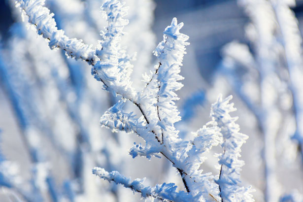 hoar-frost-on-a-branch.jpg