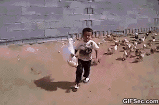 chickens-chasing-kid-gif.gif