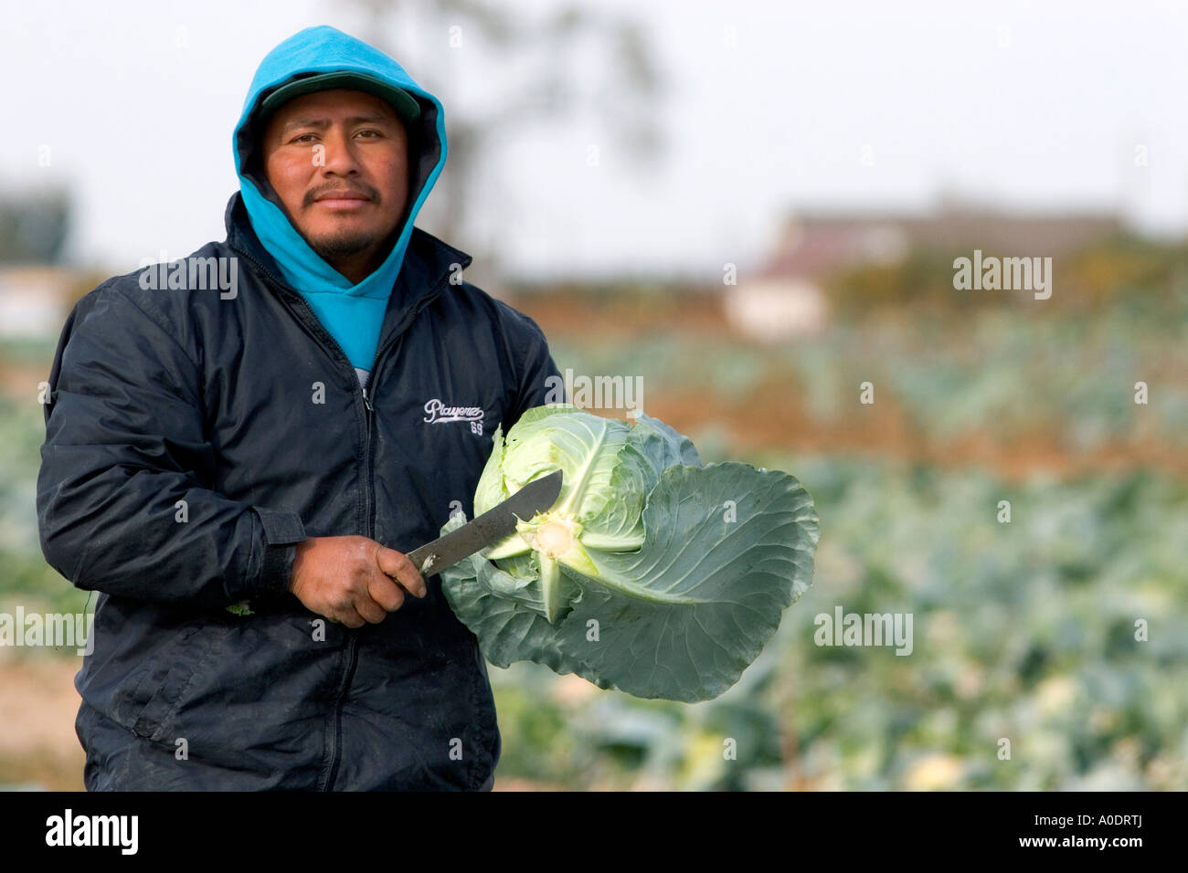 a-mexican-farm-worker-harvesting-cabbage-on-a-farm-in-fruitland-idaho-A0DRTJ.jpg