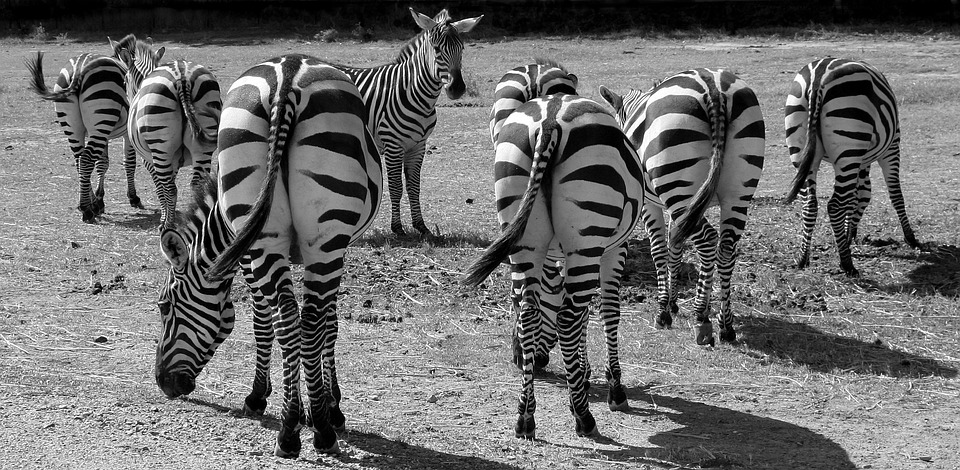 zebras-1081445_960_720.jpg