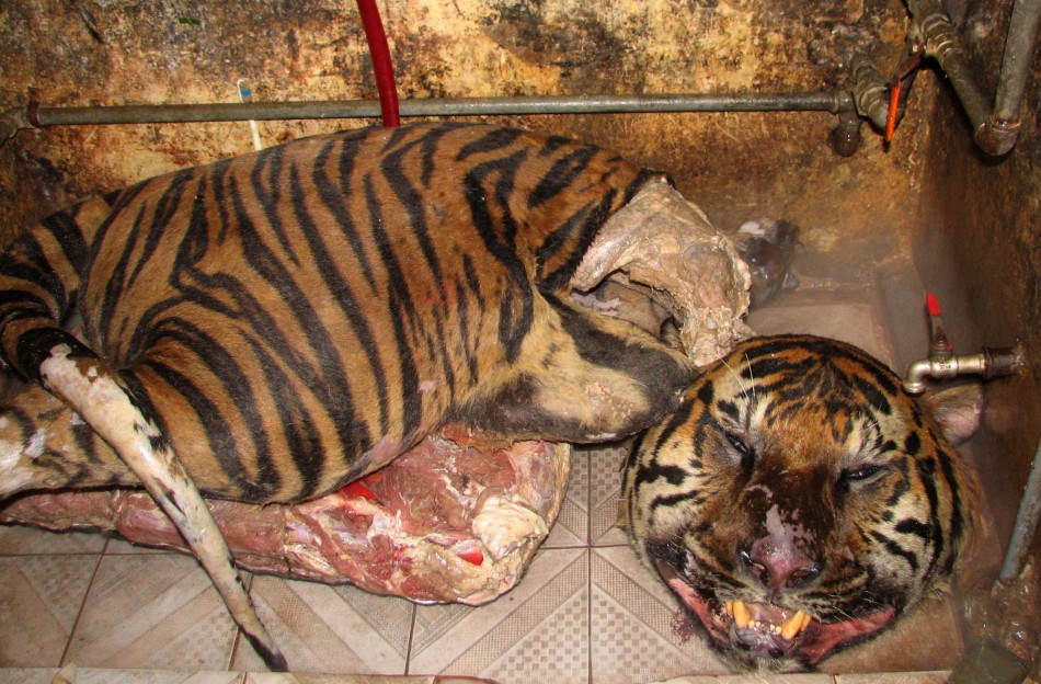 tiger-carcasses.jpg