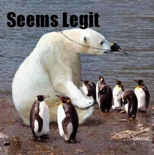 funny-seems-legit-polar-bear-penguin-pics-600x604.jpg