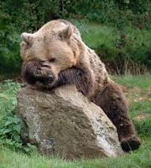 frustrated-bear.jpg