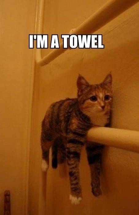 dc6e49d1c6fdc548282792aa5aab4891--cute-cat-memes-funny-animal-quotes.jpg