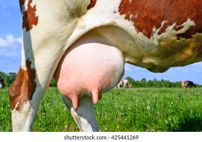 udder-young-cow-260nw-425441269.jpg