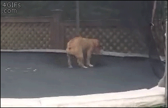 bulldog-trampoline.gif