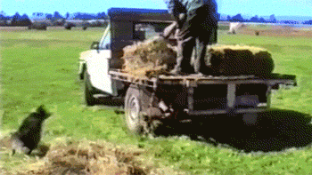 reversed-gifs-are-unbelievably-entertaining-1.gif