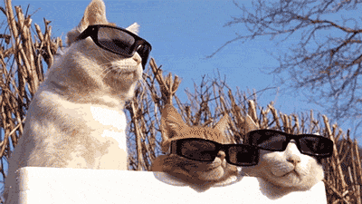 funny-gif-cats-sunglasses-watching.gif.cf.gif