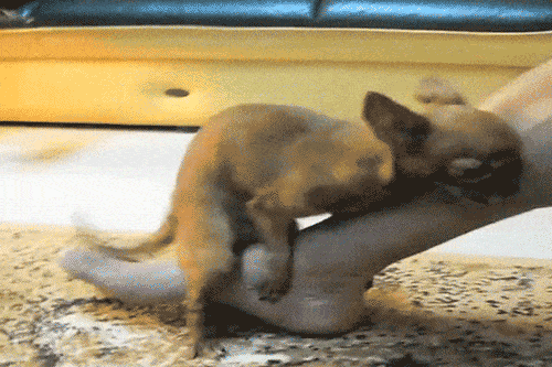 13-dogs-who-really-love-hump-day_foot-not-in-mouth.gif