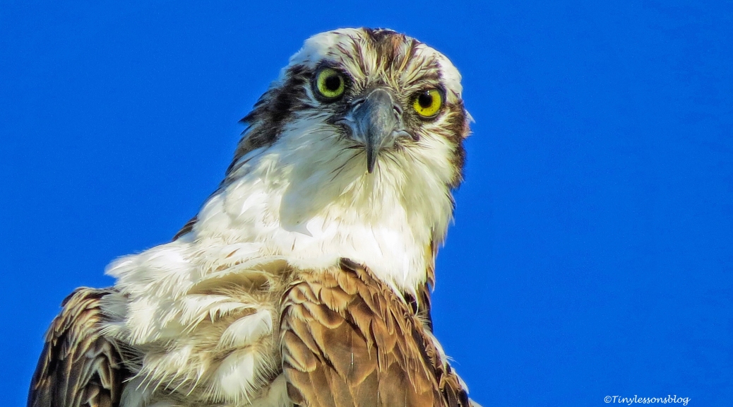 papa-osprey-face-16x9.jpg