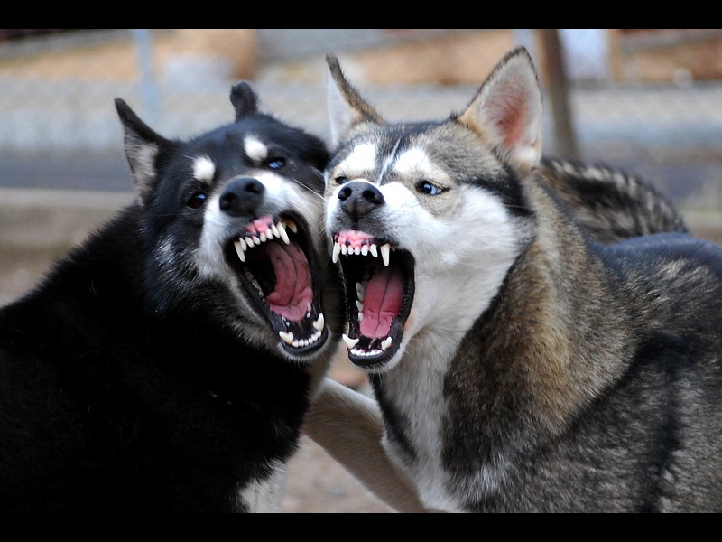 Two-Angry-Siberian-Husky-Dogs.jpg