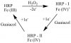 HRP Reaction.jpg