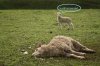 dead_sheep.jpg