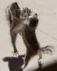 funny-fighting-squirrels-05.jpg