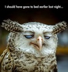 Funny-Owl.jpg