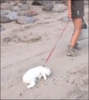 tumblr_mnsxqeD81j1qdlh1io1_250.gif