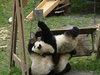 three-pandas-falling.jpg