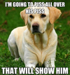 012-dog-memes.jpg