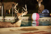 stag-pool-party-scene-a-real-insurance-claim-covered-9-HR.jpg