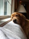 vers-pet-smiley-face-funny-picture-funny-stuff-puppy-funny-animal-furry-friends-golden-retriever.jpg